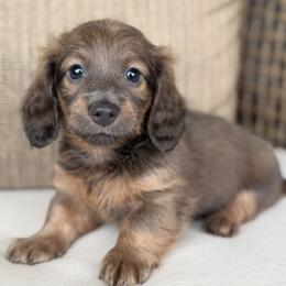 Beau - Blue and tan male Dachshund puppy in Bentonville, Arkansas from Boujee Buns Dachshunds