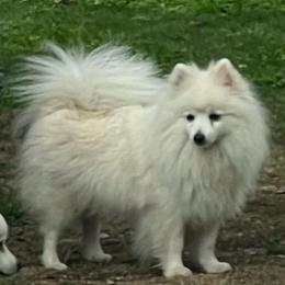 Meme - American Eskimo Dog