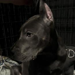 BETTY - Blue female Great Dane puppy in Wellsville, New York from Prophecy Danes