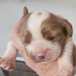 Barnaby - Blenheim male Cavalier King Charles Spaniel puppy in Albany, Oregon from Hit Parade Cavaliers