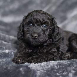 Pooh - Black and white male Aussiedoodle puppy in Casa, Arkansas from Blue Diamond Puppies