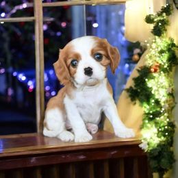 Jade - Blenheim female Cavalier King Charles Spaniel puppy in San Jose, California from Alpine Breeze Cavaliers