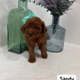 Sandy - Red  female Goldendoodle puppy in Mint Hill, North Carolina from DoodleForever