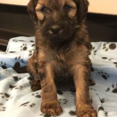 Sheepadoodle and Whoodle Puppies from Aisling Pups