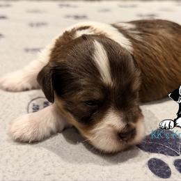 Liver tan pepper - Parti male Miniature Schnauzer puppy in Kaufman, Texas from KK’s Krazy Kennels