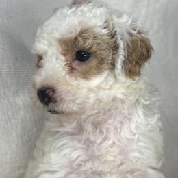 Miniature Australian Shepherds and Poodles from KE of Misty Meadows
