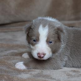Teddy - Lilac male Border Collie puppy in Courtland, Alabama from C Bar C Ranch Border Collies