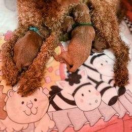 Poodle Puppies from Lil’ Beans and Lil’ Bits
