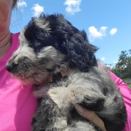 Aussiedoodle and Poodle Puppies from Waterford Doodle Farm