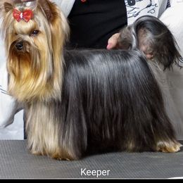 Yorkshire Terrier Puppies from Cantlon Yorkshire Terriers