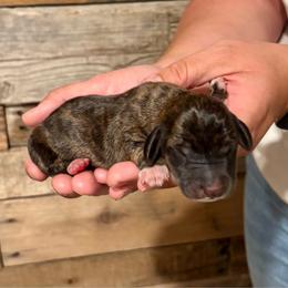 Brindle - Brindle male Dachshund puppy in Shelley, Idaho from Journey’s End Dachshunds