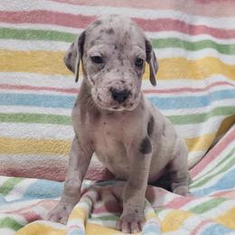 Luna Blue Merle - Merle female Great Dane puppy in Kannapolis, North Carolina from Carolina Great Danes & Toy Poodles