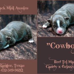 Cowboy - Red tri-color male Australian Shepherd puppy in Ranger, Texas from Outback Mini Aussies