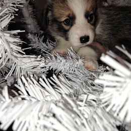 Barrel - Sable male Pembroke Welsh Corgi puppy in Saint John, Washington from Fuzzbutt Farms LLC