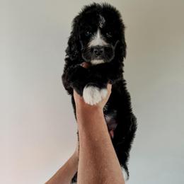 Mack - Black male Sheepadoodle puppy in Wabash, Indiana from DOODCompany