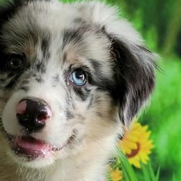 Australian Shepherds from Lakeside Aussies
