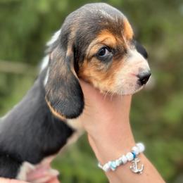 Male 3 - Black brown and white male Basset Hound puppy in Lindley, New York from Hill Top Basset Hounds & Cane Corso