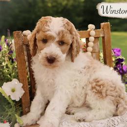 Miniature Schnauzer and Poodle Puppies from Crystal Rose Canines