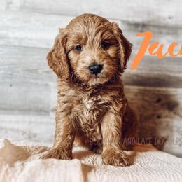 Goldendoodle Puppies from Bourbon and Lace Doodles
