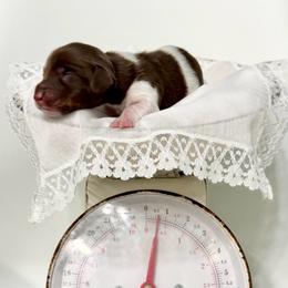 Twig - Piebald male Dachshund puppy in Gentry, Arkansas from Sweet As Pie Doxies