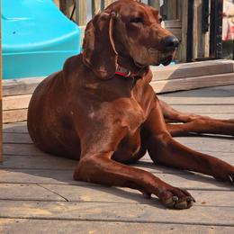 Rubi - Redbone Coonhound