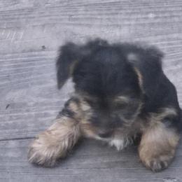 Yorkshire Terriers from Teena Cartwright
