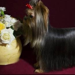 Marik - Yorkshire Terrier
