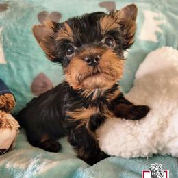 Thanos - Black and gold male Yorkshire Terrier puppy in California from Corazon de gigante