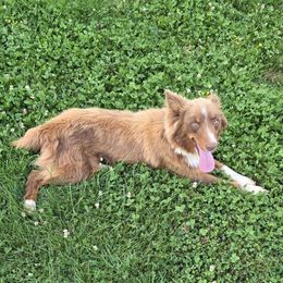 Sadie - Australian Shepherd