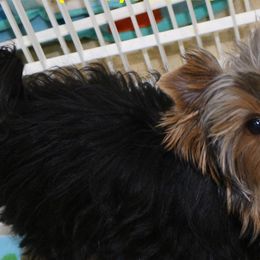 Yorkshire Terriers from Karen's Yorkies