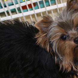 Yorkshire Terriers from Karen's Yorkies