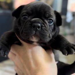 Black Brindle - White Chest Female - AKC French Bulldog - Brindle and white female French Bulldog puppy in Gulf Breeze, Florida from SW Frenchies