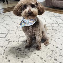 Remi - Goldendoodle