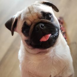 Pug Puppies from Pugs on Pecan