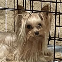 Vivo - Yorkshire Terrier