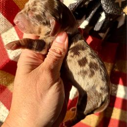 Oops - Dapple male Dachshund puppy in Deming, New Mexico from FoxieDoxies of New Mexico
