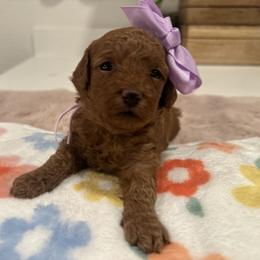 Ophelia lavender - Red  female Goldendoodle puppy in Shingle Springs, California from Creamy Retrievers