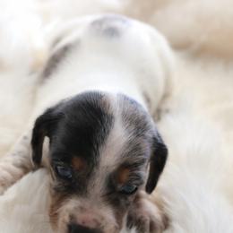 Black - Dapple male Dachshund puppy in Peebles, Ohio from Cave Valley Hounds