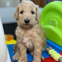 Penny - Apricot female Goldendoodle puppy in Yuciapa, California from AlltheDoodlez_