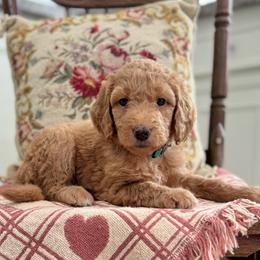 Wish Bear- Teal Collar - Apricot female Goldendoodle puppy in Bay City, Texas from Charming Doods Goldendoodles