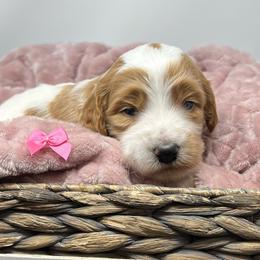 Pink Female - Parti female Goldendoodle puppy in Great Falls, Montana from Montana Goldendoodles