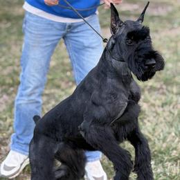 Bonnie - Black female Giant Schnauzer puppy in Bois D’arc, Missouri from Down Low Kennels