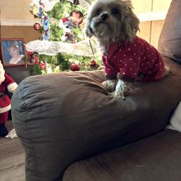 Pipper - Maltipoo