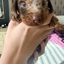 Milo - Dapple male Dachshund puppy in Tomball, Texas from Gutierrez House of Doxies
