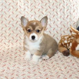 Trixie - Red female Pembroke Welsh Corgi puppy in Morton, Mississippi from Crown AB Farms Pembroke Welsh Corgis