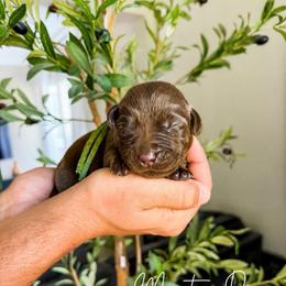 Dewie - Chocolate male Labrador Retriever puppy in Amery, Wisconsin from Cornerstone Retrievers