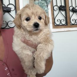 Boy 2 - Apricot male Maltipoo puppy in Southern,, California from Maltipoo Tiny Pups & More