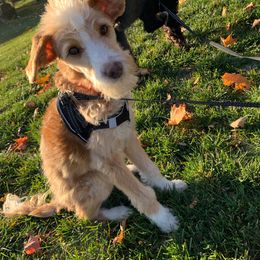 Otto (Black collar) - Apricot male Aussiedoodle puppy in Grand Rapids, Michigan from The Kindred K9