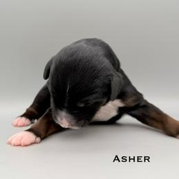 Asher - male Australian Mountain Doodle puppy in Chattanooga, Tennessee from River City Doodles TN