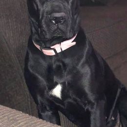 Cane Corso from Western Block Kennels